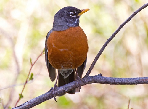 American Robin sitting on a small branch