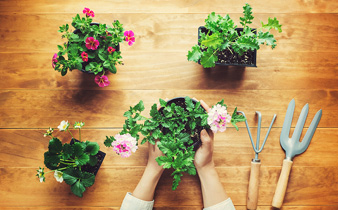 person holding a potted plant on a rustic wooden table